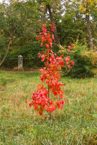 Red foliage, Autumn.